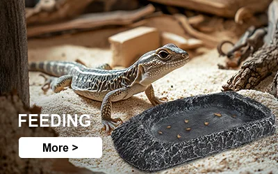 reptile feeding
