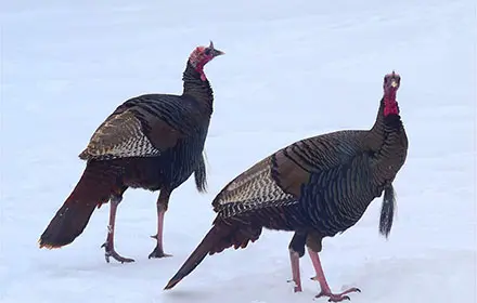 two turkeys in hunting field