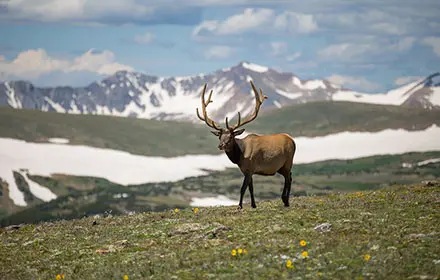 wild buck