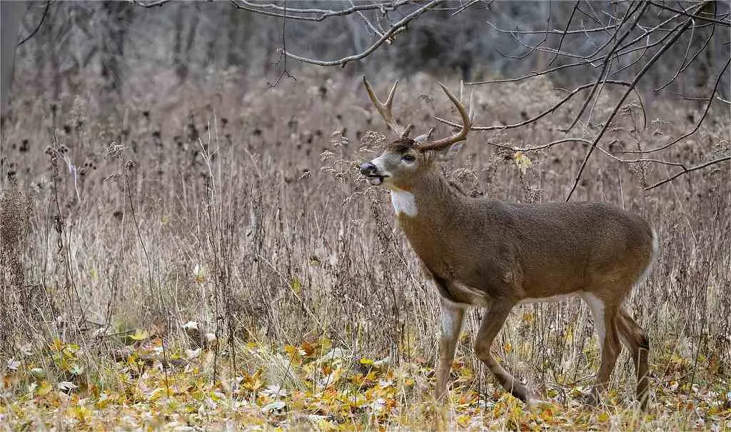 Wisconsin deer hunting