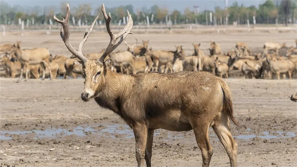 elk