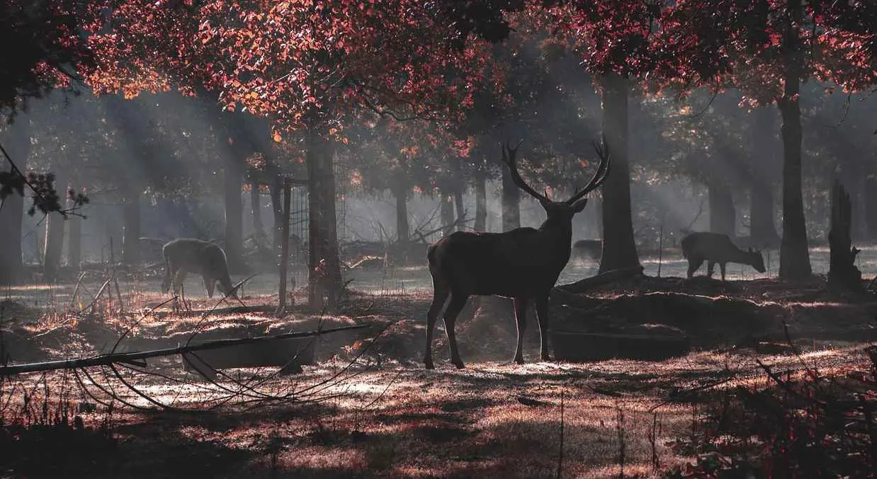 deer hunting in Ohio