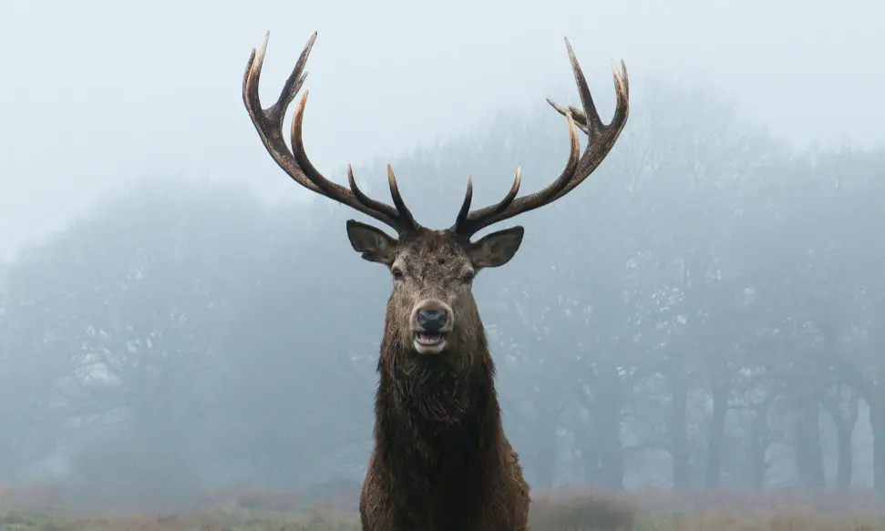a male deer with impressive antlers staring straight in front of the woods